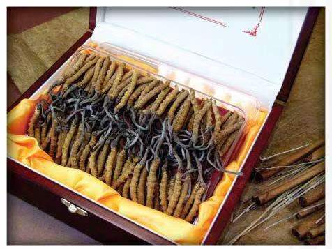 东辽冬虫夏草回收